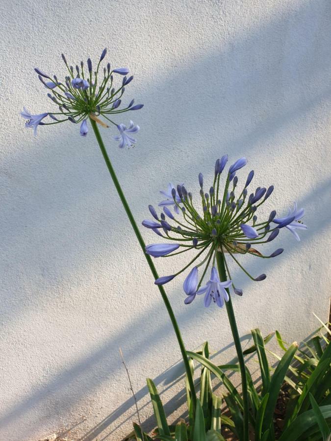 U Stagnu Locations Chambres Corse Borgo (Corsica) Exterior foto